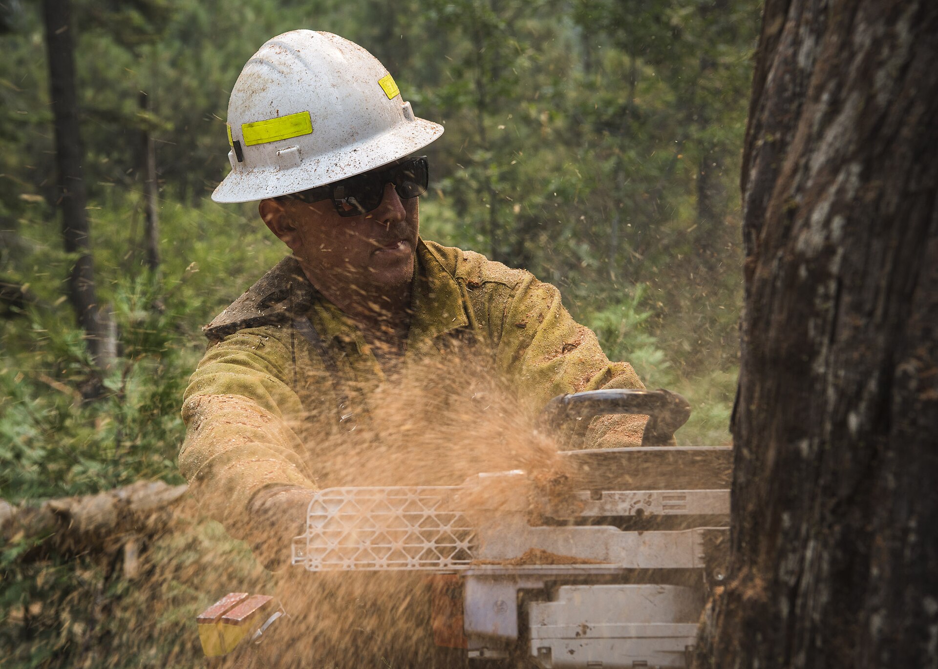 A sawyer in helmet, face screen, and chaps makes a felling cut with a chainsaw at the base of a hazard tree beside Highway 41 in Yosemite National Park