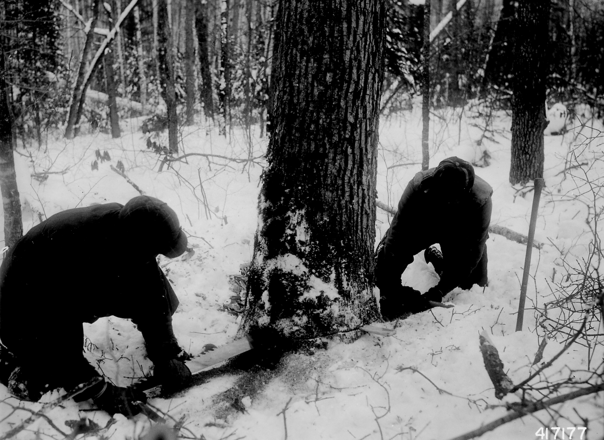 A back cut being sawn into a tree trunk slightly above the level of the notch, with a wedge set into the open cut behind the saw