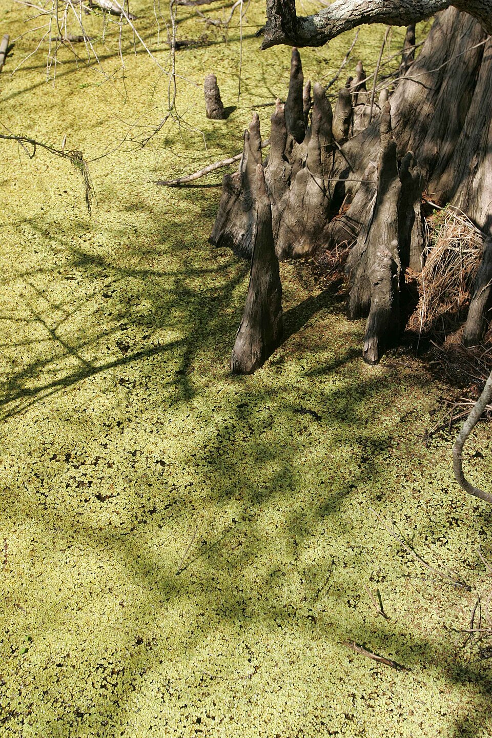 Bald cypress trunks with wide fluted bases standing in still swamp water covered with green duckweed, knees rising around them.