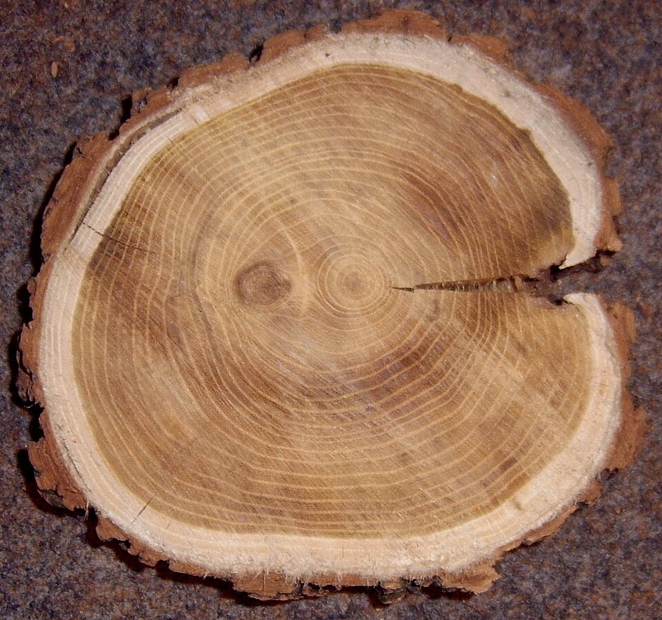 A cross-section of a black locust trunk showing dense growth rings and dark heartwood against pale sapwood.
