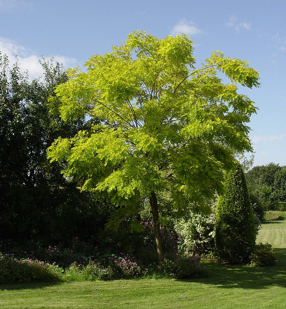 A black locust tree in flower, showing pinnate leaves and hanging white blossom clusters.
