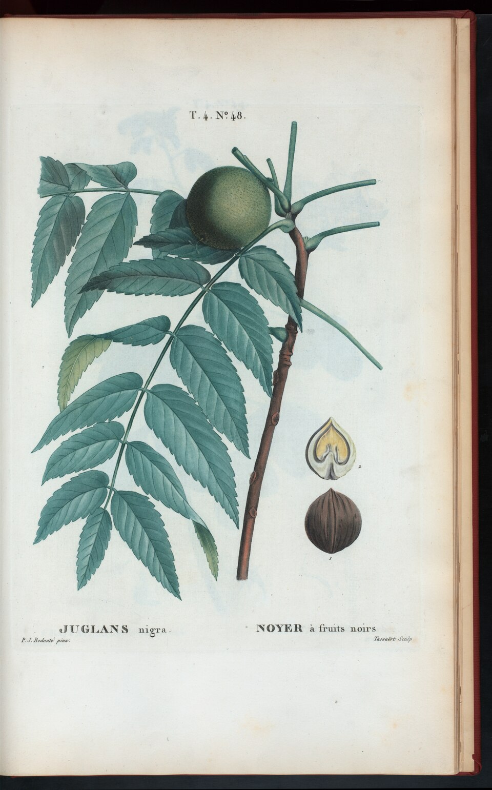 A nineteenth-century botanical plate of black walnut showing the long compound leaf and the round green-hulled nuts.