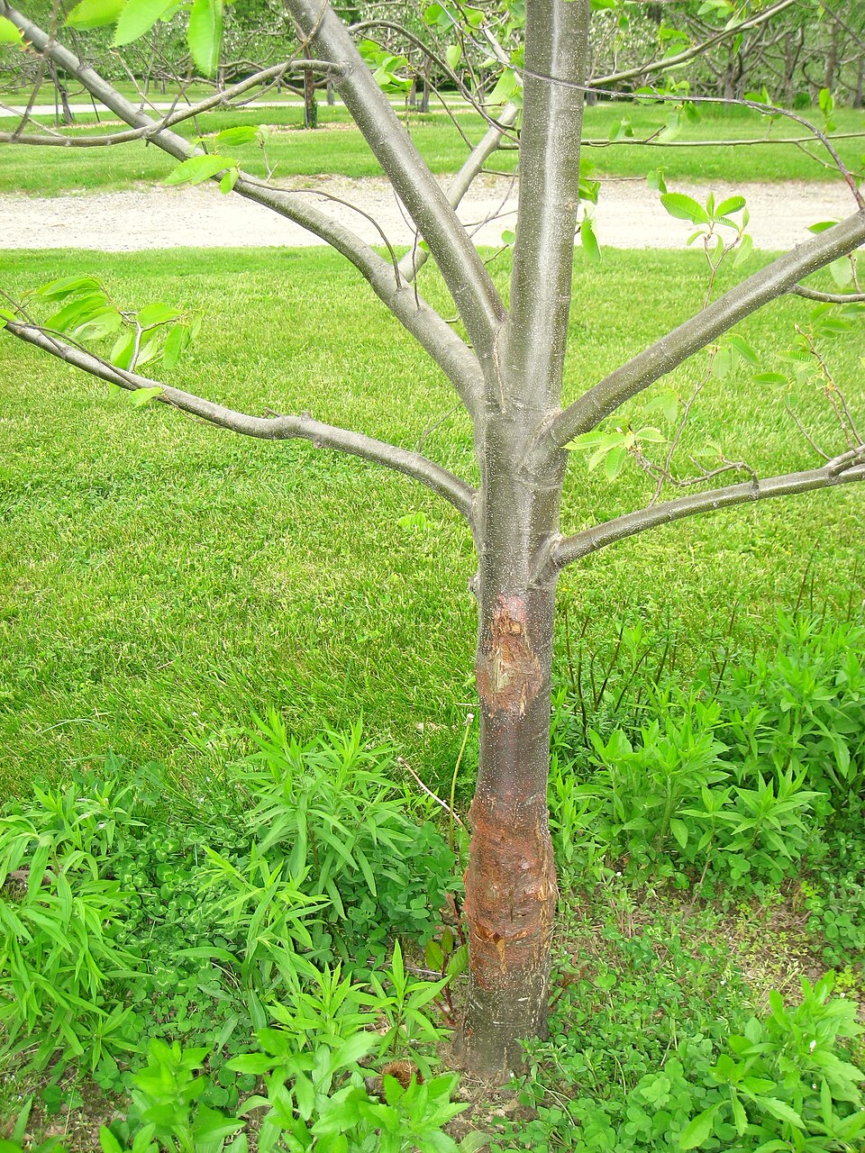 A sunken, cracked blight canker girdling the bark of an American chestnut stem.