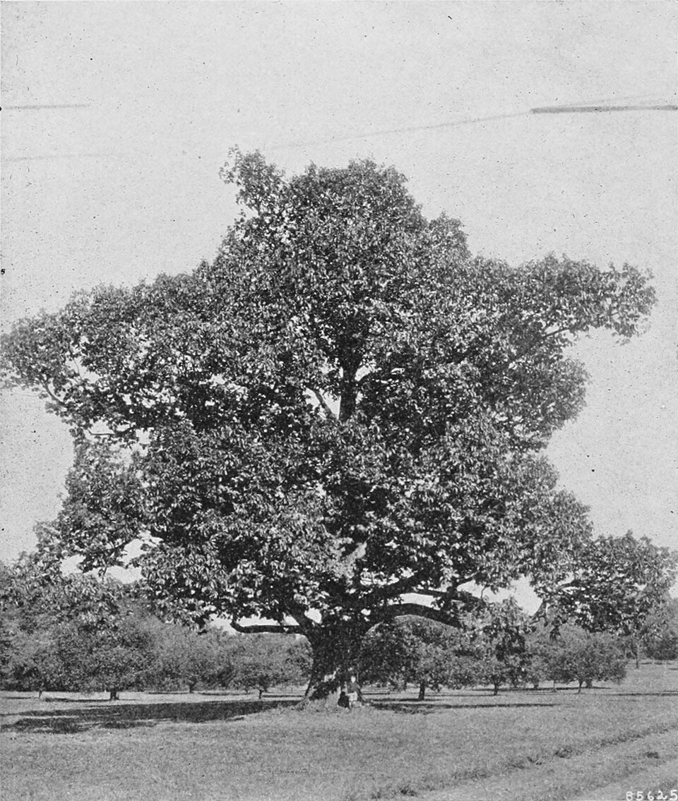 A large American chestnut tree photographed in central Maryland in 1914, before the blight reached it.