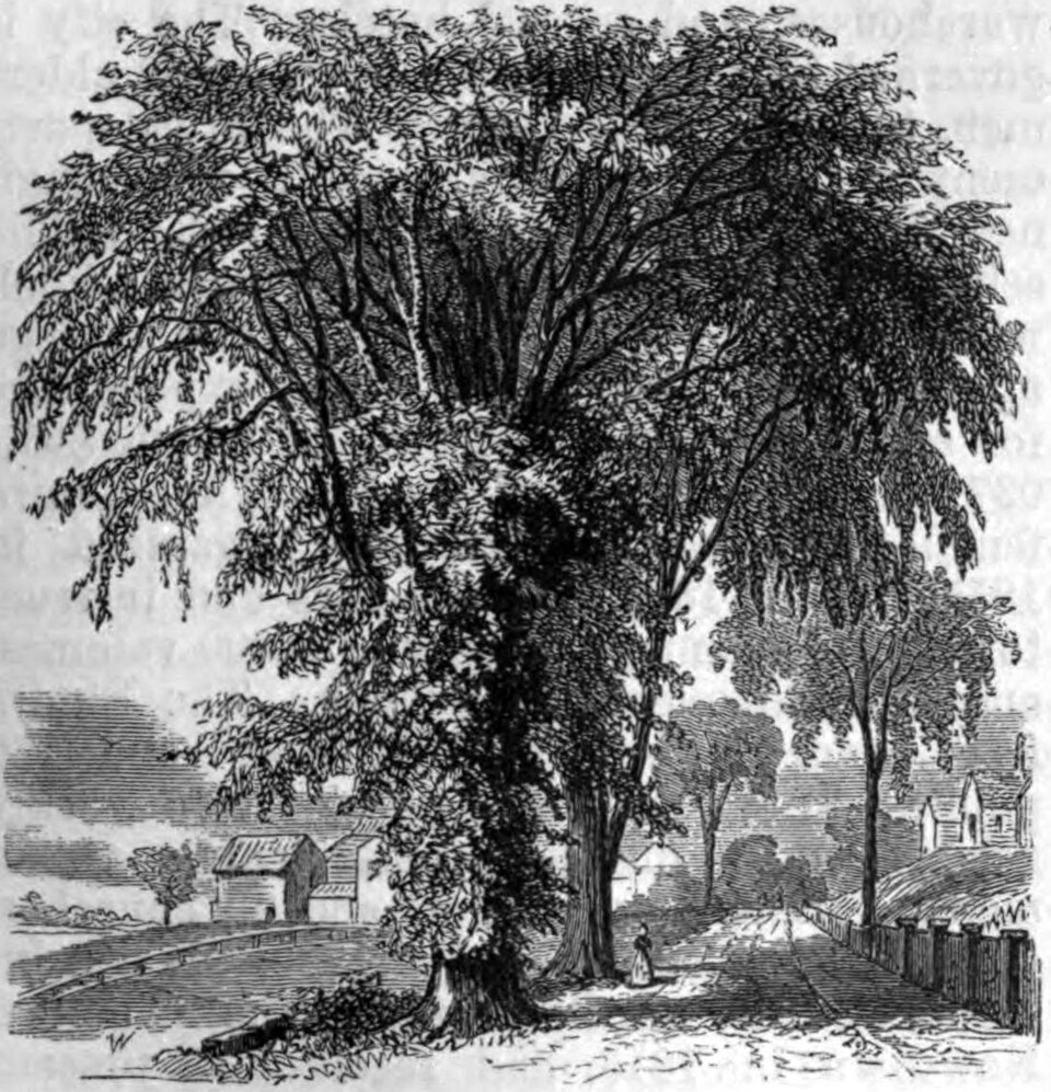 An 1879 engraving of a mature American elm showing its vase-shaped crown and arching limbs.