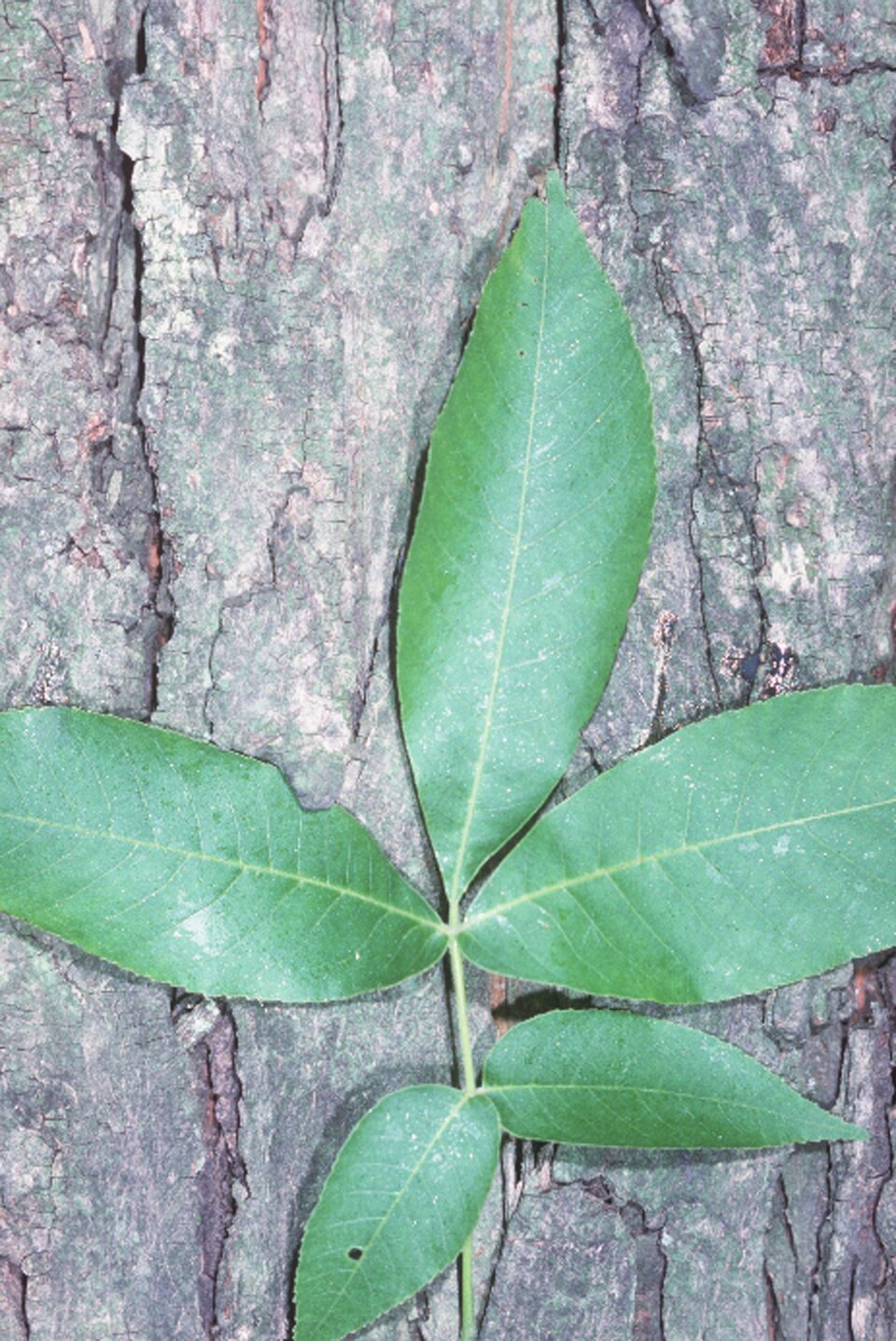 Shagbark hickory bark curling away from the trunk in long loose gray plates, with compound leaves above.