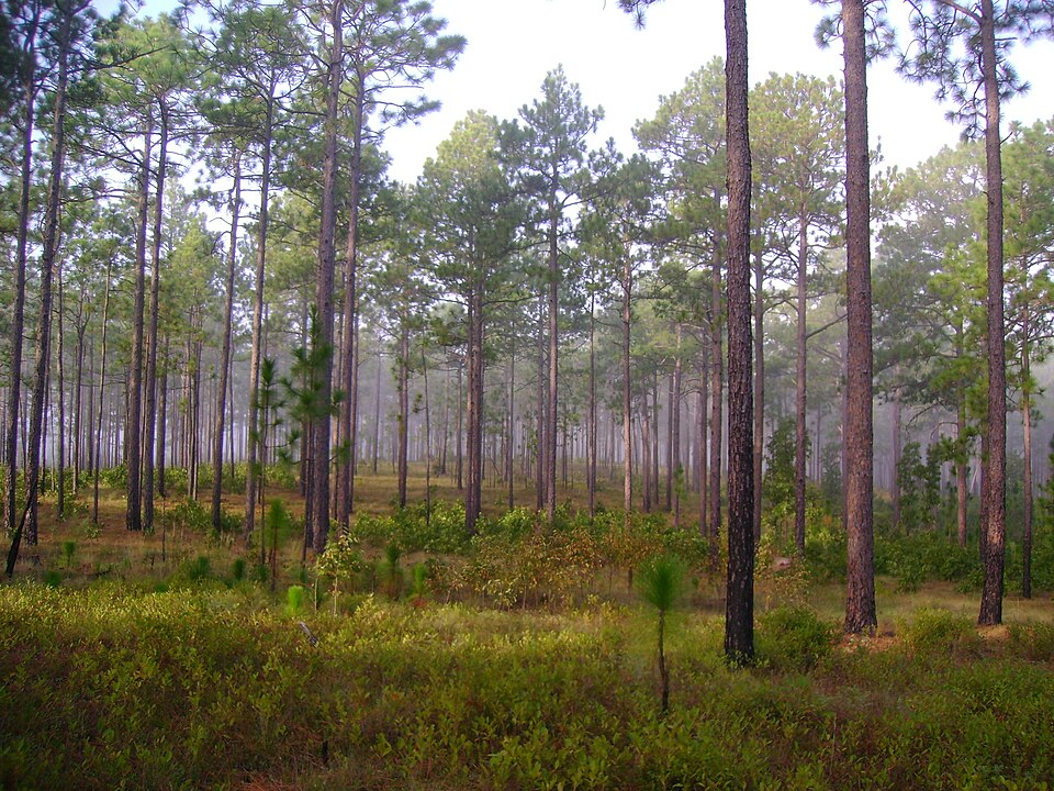 A mature open stand of longleaf pine with widely spaced trunks and a continuous grass understory, Carolina Sandhills National Wildlife Refuge, South Carolina.