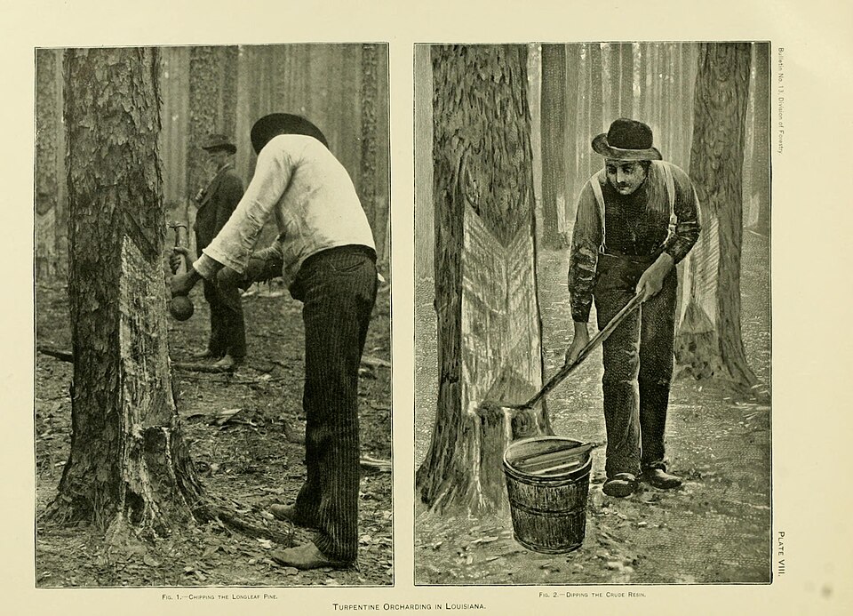 An 1896 plate showing a worker chipping a chevron-shaped catface scar into a longleaf pine and a second worker dipping accumulated resin.
