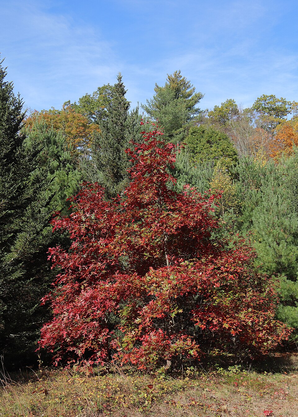 A northern red oak crown turning deep red in mid-October along a forest field edge.