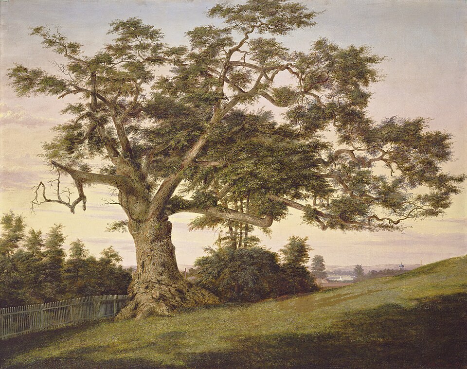 An 1857 painting of the Charter Oak at Hartford, a huge open-grown white oak with a short trunk and heavy spreading limbs.