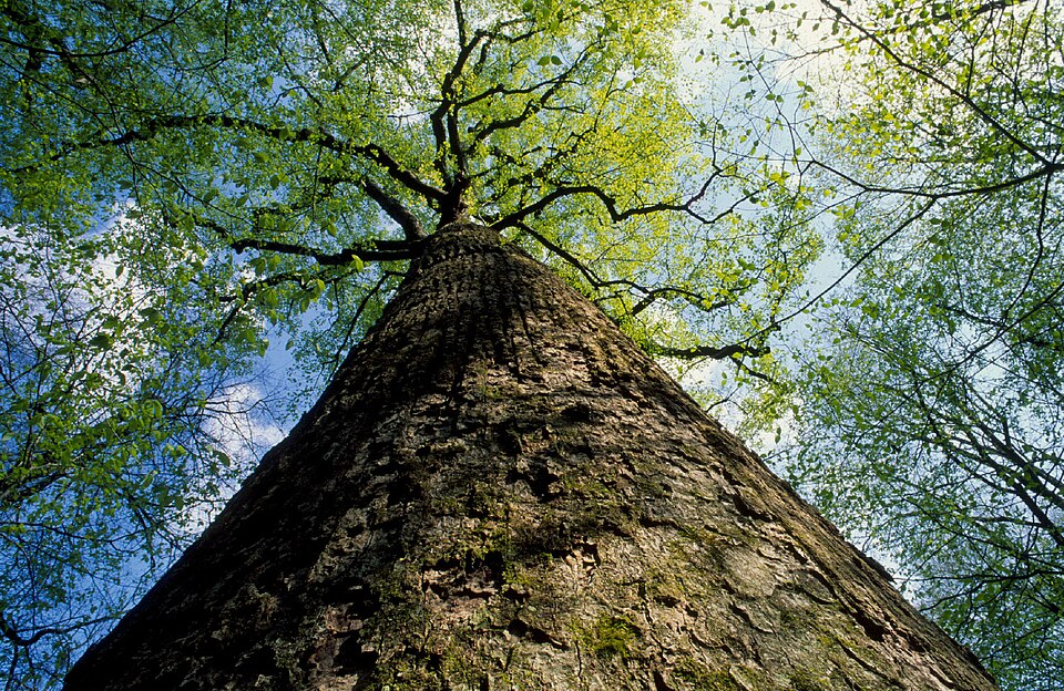 Looking up the trunk of an old-growth yellow-poplar in Joyce Kilmer Memorial Forest, the clear bole running straight out of sight into the canopy.